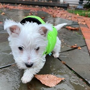 Fuzzyard size 1 dog puffy coat